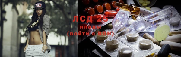 хмурый Аркадак