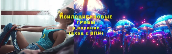 хмурый Аркадак